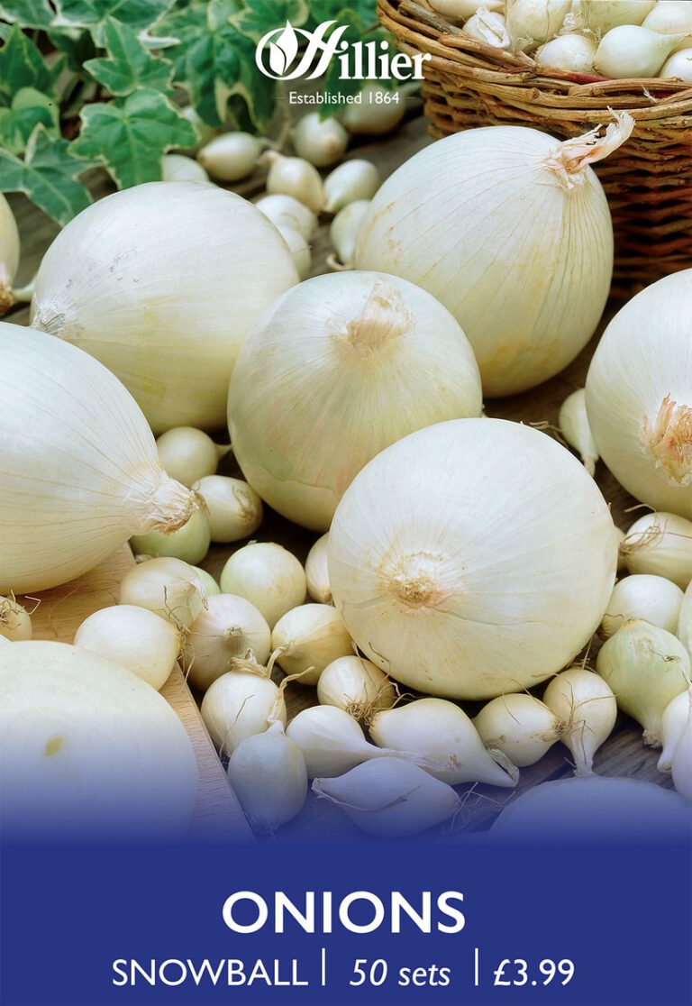 8718641999325 1 Onion Snowball.jpg